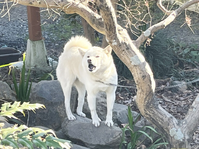 柴犬　シロ
